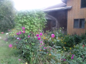 Dahlias and morning glory trellis
