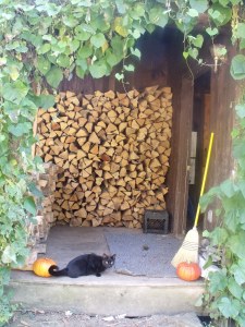 cat and pumpkins