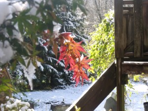 maple leaf with dusting