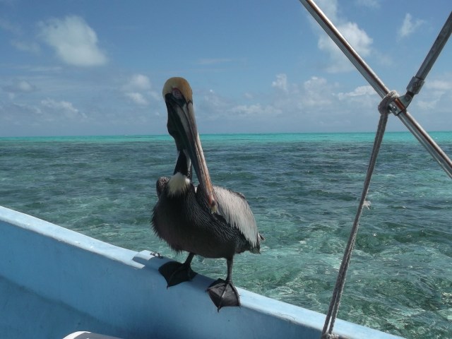 Pelican and the jade sea