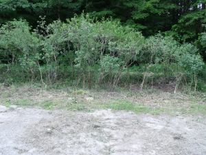 Lilacs after sculpting