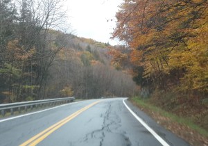 Yellow stripe in foliage season